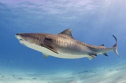 A living Galeocerdo requiem shark Tiger shark(2).jpg