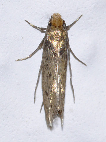 Tineola bisselliella - Wikipedia