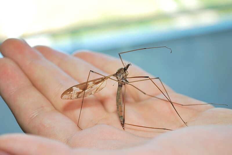 File:Tipula Maxima (Riesenschnake).jpg