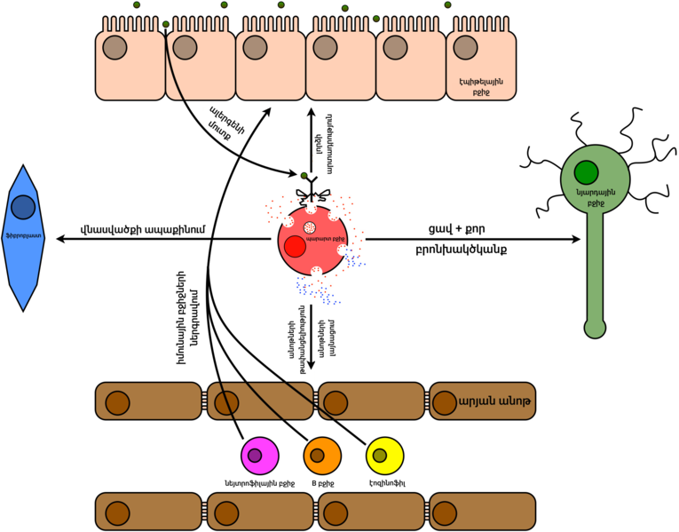 File:Tissues Affected In Allergic Inflammation (hy).png