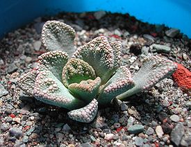 Titanopsis calcarea