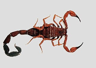 <i>Tityus</i> (genus) Genus of scorpions