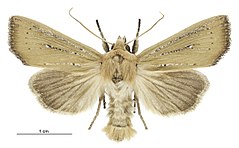 Tmetolophota blenheimensis male.jpg