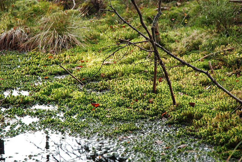 File:Torfowisko pod Zieleńcem, 06.jpg