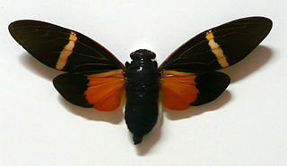 <i>Tosena paviei</i> species of insect