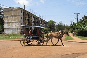 Trotteur cubain à Moa