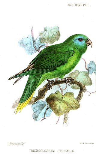 <span class="mw-page-title-main">Palm lorikeet</span> Species of bird