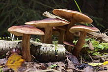 Tricholoma fulvum LC0373.jpg