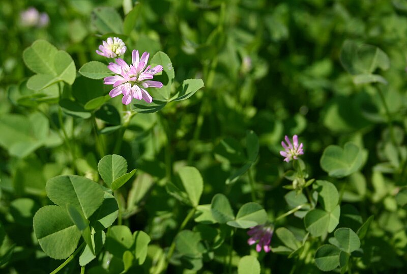 File:Trifolium resupinatum 4.jpg