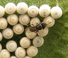 Eggs parasitized by Trissolcus sp. wasp Trissolcus on Chinavia eggs.jpg