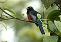 Trogon comptus (erkek) -NW Ekvador-8.jpg