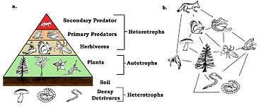A (a) trophic pyramid and a (b) simplified food web. The trophic pyramid represents the biomass at each level. TrophicWeb.jpg