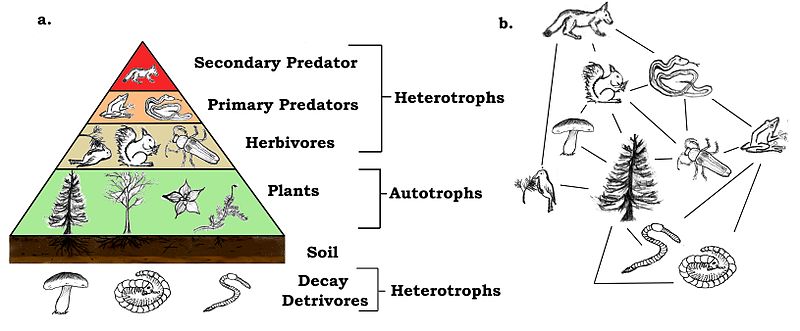 File:TrophicWeb.jpg