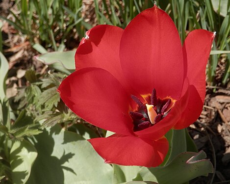 Tulip (Tulipa sp.)