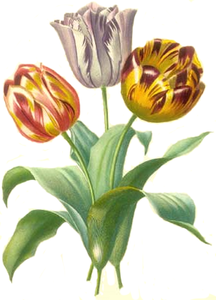 Tulipa gesneriana00clean cropped.png