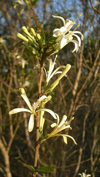 <i>Turraea</i> Genus of flowering plants in the chinaberry family Meliaceae