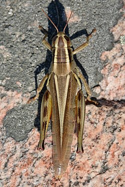 Two-striped Grasshopper (Melanoplus bivittatus)