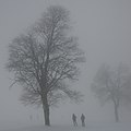 * Nomination Two in the fog --Böhringer 21:10, 26 February 2009 (UTC) * Promotion I count at least five, but I like it, so I'll forgive that. Mattbuck 22:40, 27 February 2009 (UTC)