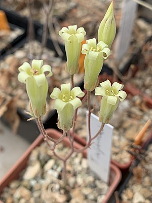 inflorescence