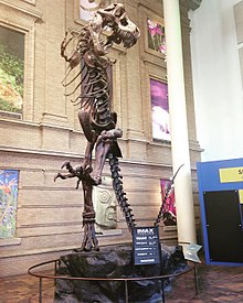 Cast of Tyrannosaurus rex specimen AMNH 5027 mounted in a "leaping posture" by Robert Bakker at the Denver Museum of Nature and Science Tyrannosaurs Rex cast mount, Denver Museum of Nature and Science, Denver, Colorado, USA, 2016.jpg