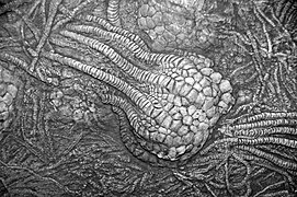 Uintacrinus socialis (fossile Crinoide in Kreide) (Niobrara-Formation, Oberkreide; westliches Kansas, USA) 12 (35791225932) .jpg