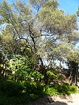 Ullastre del Parc Güell (Barcelona)