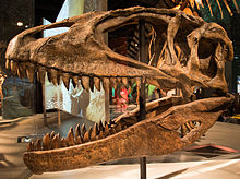 Reconstructed skull of a carcharodontosaurid theropod dinosaur