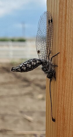 Ululodes mexicanus on a wooden post.jpg