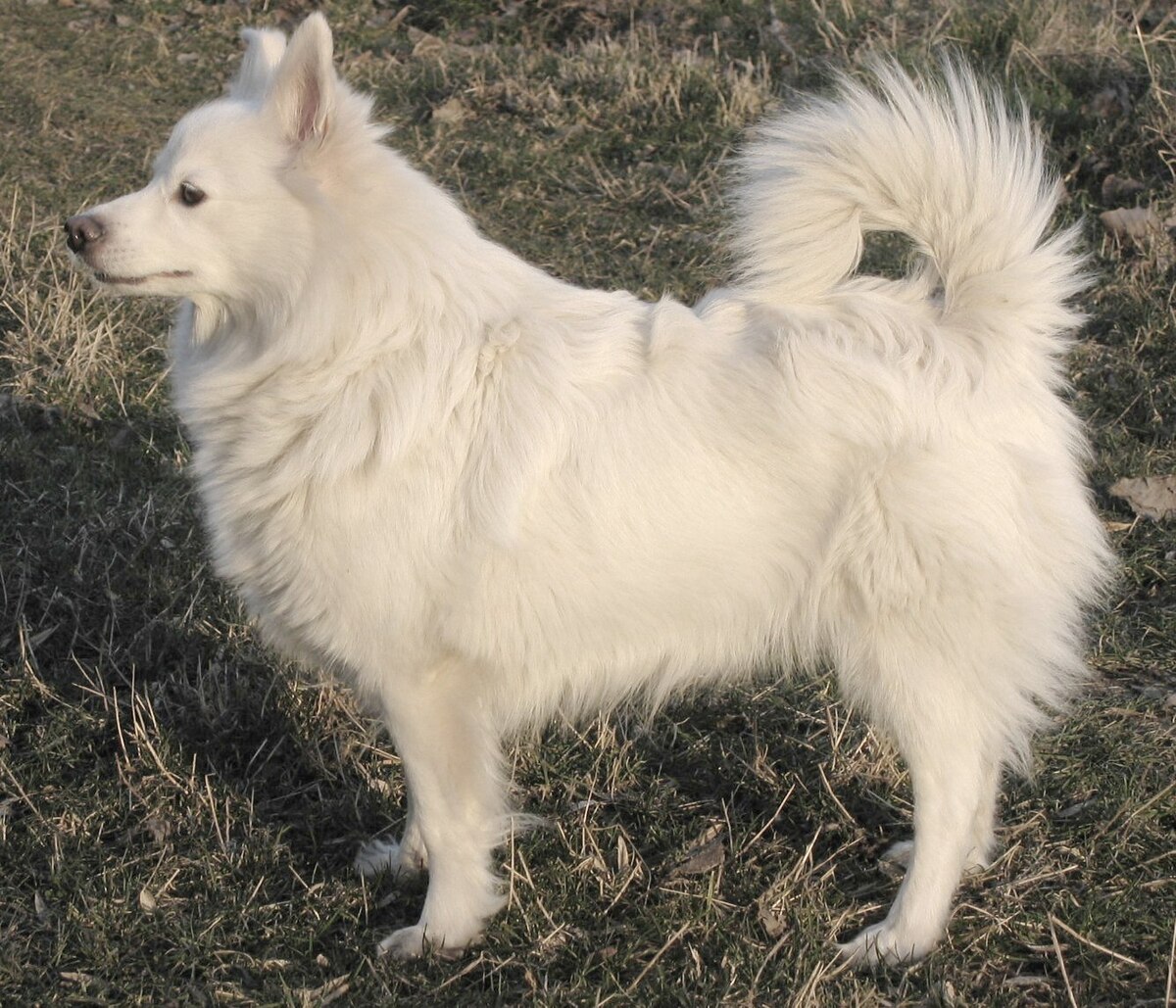 Show me a picture deals of a spitz dog