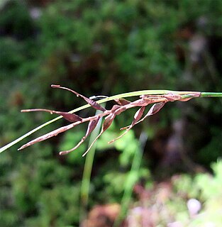 <i>Uncinia</i> Genus of grass-like plants