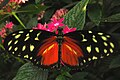 Jihoamerický motýl z čeledi babočkovití