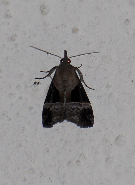 File:Unidentified moth 6241.jpg