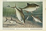 Thumbnail for File:Unsere Süßwasserfische (Tafel 39) (6103149682).jpg