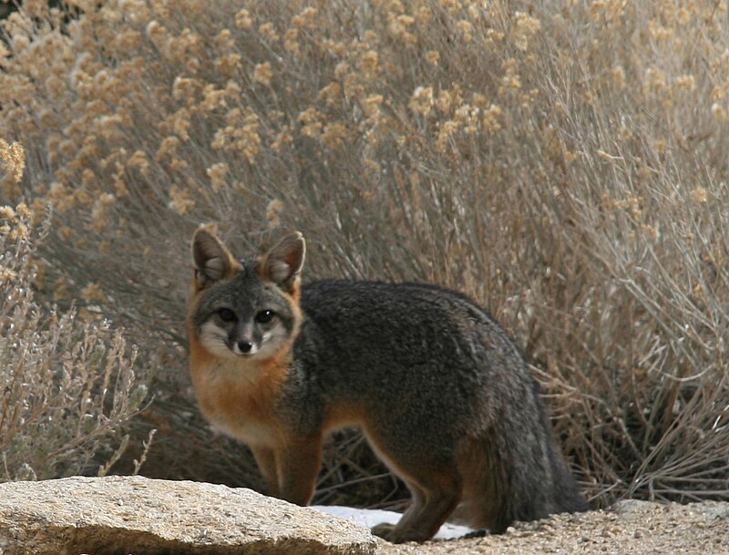 Urocyon cinereoargenteus grayFox fullFace.jpg