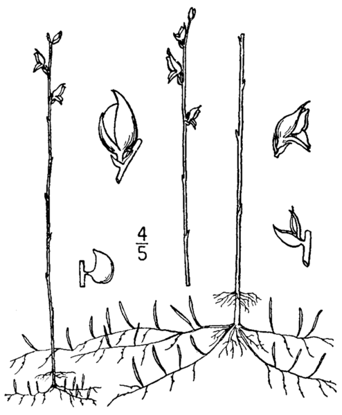 File:Utricularia juncea (as Stomoisia virgatula) BB-1913.png