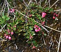 Vaccinium floribundum