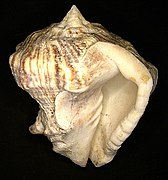 Vasum rhinoceros (Gmelin, 1791) (4678840223) (2).jpg