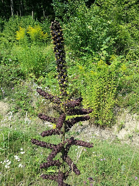 File:Veratrum nigrum sl13.jpg