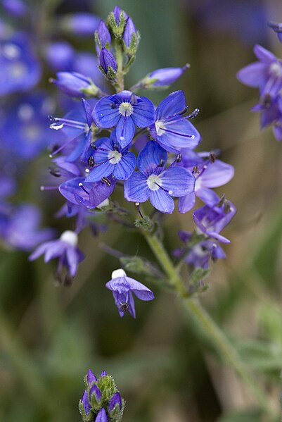 File:Veronica austriaca fluy 80 05052007 7.jpg