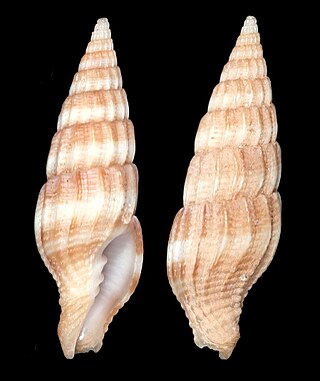 <i>Vexillum collinsoni</i> Species of gastropod