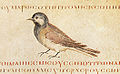 ViennaDioscoridesBirds01.jpg