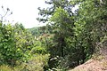 View from top of Providence Canyon