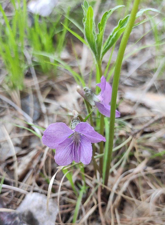 Viola rossowiana