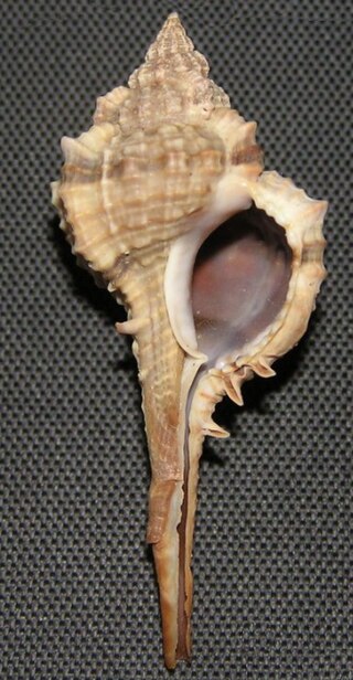 <i>Vokesimurex recurvirostris</i> Species of gastropod