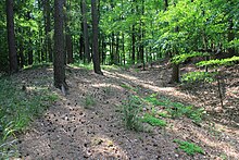 Parallel verlaufende Wall-Graben-Reste im Gipfelbereich des Külmitz