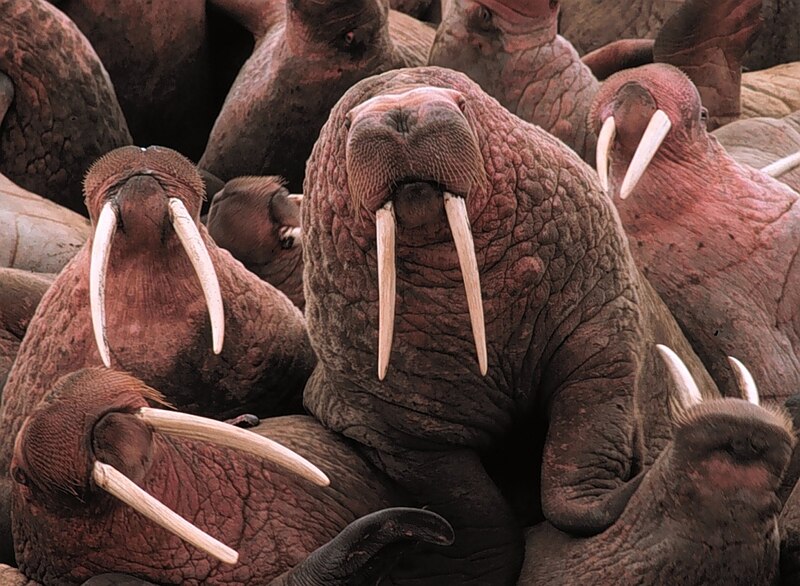 File:Walrus2.jpg