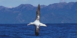 Oiseau De Mer Wikipédia