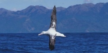 Albatros hurleur (Diomedea exulans)