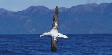 Albatrosiniai