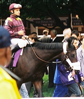 War Pass American-bred Thoroughbred racehorse